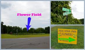 You may only need one! Pick Your Own Flowers At Petersen Farm In South Windsor