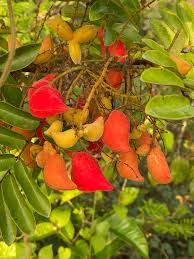 Image result for Cnestis