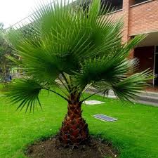 Image result for Washingtonia