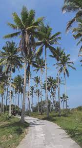 Semua gambar pada background awan pohon dan website ini 100% gratis, sebagai gantinya, imbalannya biasanya kami dapat dari pengunjungadalah ucapan terimakasih dengan cara share halaman ini ke media socialnya. Pohon Kelapa Di Area Pantai Dlodo Jawa Timur Pemandangan Pohon Pantai