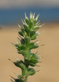 Image result for Salsola kali