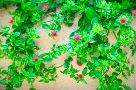 Meia sombra, pois a luz direta do sol durante muito tempo pode causar queimaduras na planta. Planta De Sol Especies Cuidados E Como Ter Uma