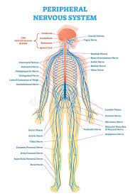 Diagram illustrating the general relationships of the parts of the brain. Peripheral Nervous System Medical Vector Illustration Diagram With Full Body Nerve Scheme Stock Vector Illustration Of Health Cranial 111705532