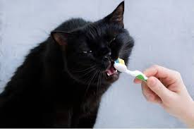 Prices can vary considerably, however, depending on factors like where. The 25 Best Cat Toothpastes Of 2020 Cat Life Today
