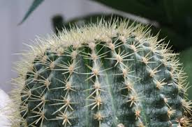 My question is which is more common. File Cactus 2019 35 Jpg Wikipedia