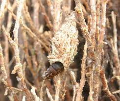 The key to insecticide effectiveness is applying it while the worms are still feeding. Bagworm On Leyland Cypress Walter Reeves The Georgia Gardener