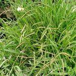 Image result for Nothoscordum borbonicum