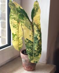 Philodendron Billietiae Variegated House Plants Philodendron Philodendron Plant
