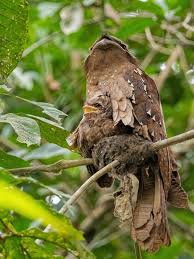 Lift your spirits with funny jokes, trending memes, entertaining gifs, inspiring stories, viral videos, and so much. Top 25 Birds Of The Week Camouflage Wild Bird Revolution