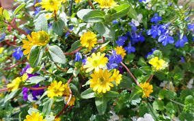 Bildergebnis Fur Hintergrundbilder Kostenlos Fruhling Gelbe Blumen