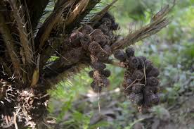 Snake fruit (salak) is a species of palm tree native to java and sumatra in indonesia. Everything You Need To Know About Snake Fruit Or Salak Indoindians Com