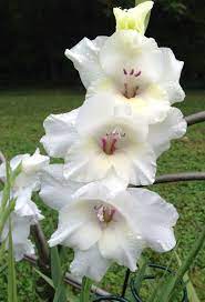 Gladiolus X Hybrida Beauty Bride Gladiolus Flower Beautiful Flowers Gladiolus