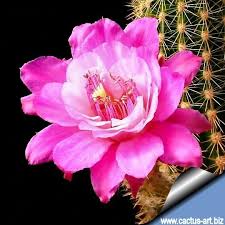 Image result for Stolzia kalkhof-roseae