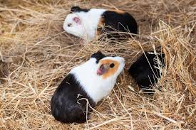 Für meerschweinchen, junge zwergkaninchen, chinchillas und ratten hervorragend geeignet. Meerschweinchen Haltung So Geht Es Richtig Alle Infos Tipps