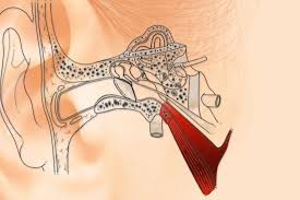 Image result for Ossicular Chain Disruption