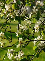 Check spelling or type a new query. 540x960px Free Download Hd Wallpaper Flowers White Pear Pear Blossom Bloom Orchard Tree Plant Wallpaper Flare