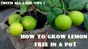 How To Grow Lemon Tree With All Care Tips