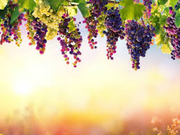 Significado de Sonhar com Uva no Mundo Espiritual