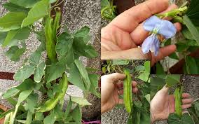 Image result for Psophocarpus