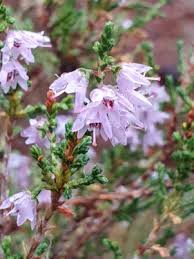 Image result for Erica lanceolifera