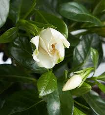 Whether you're looking to buy flowers and gifts like roses, orchids, gift baskets, bonsai trees, flowering plants or wedding bouquets, we have the highest quality blooms and the most talented florists who can create exactly what you order. Gardenia Bonsai 1800flowers Com 18202