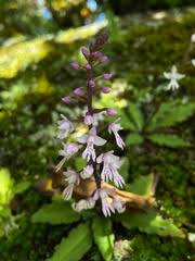 Image result for Crepidorhopalon namuliensis