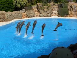 Resultado de imagen de imagenes de loro parque