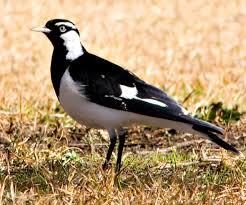 Though you typically see these birds only in trees, they. Backyard Birds