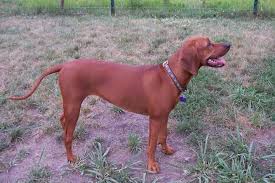 I can email or text pictures, i could not get them to upload. Redbone Coonhound Temperament Everything Else You Need To Know