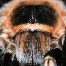 Image result for Meiosperma bracteatum