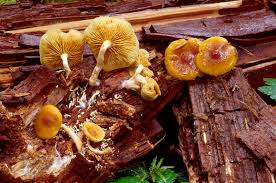 Image result for Gymnosporia pubescens