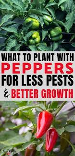 Season with salt and pepper, pour the wine over and cover with the tomato slices. The Best Companion Plants For Peppers Sweet Or Hot