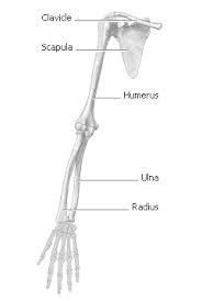This is when a substance called collagen moves in and slowly replaces the blood clot. Http Www2 Mbusd Org Staff Pware Labs Chickenwingdissection Pdf