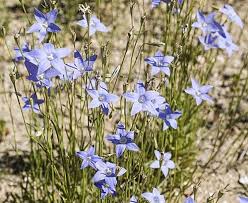Image result for Wahlenbergia capitata