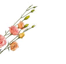 All flowers amazing flowers beautiful roses my flower beautiful flowers wedding flowers floral photography seasonal flowers pretty good pretty flowers flower arrangements seasons a closer look at lisianthus. Cut Flowers At Evanthia Excellent Genetics Advice And Flexible Service