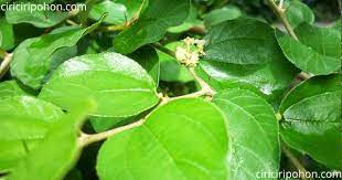 Cara menggunakan daun bidara, yaitu dengan dijadikan masker. Cara Mengusir Jin Dengan Menggunakan Pohon Bidara Ciriciripohon Com