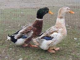 We did not find results for: Silver Appleyard Ducklings Purely Poultry