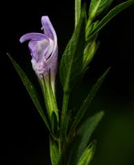 Image result for Hygrophila uliginosa