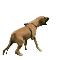 Sejak kecil aku selalu punya anjing. Anjing Anjing Galak Gif Anjing Anjinggalak Discover Share Gifs