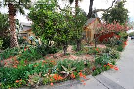 Image result for Sparaxis