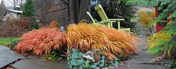 Image result for hakonechloa macra nicolas