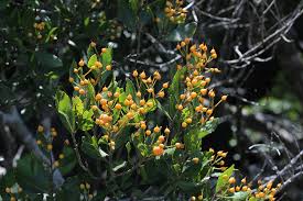 Image result for Scolopia mundii