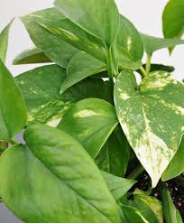 She was born in madrid, daughter of philippe iii of spain and. Pothos 101 How To Care For Pothos Bloomscape