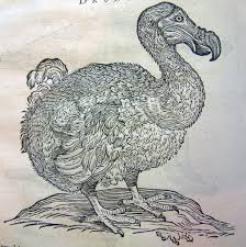 Dodo Birds Wiki Engraving Illustration Illustration Bird