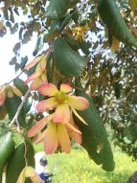 Image result for Monotes glaber