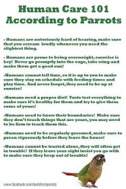 Human Care 101 According To Parrots Pet Birds Funny Parrots Bird Care