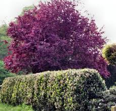 Ich möchte mut machen und perspektiven aufzeigen, jetzt einen zukunfts baum zu pflanzen. Blick In Den Garten Herbstlicher Baum Garten Fotografie Pflanzen Garten Von Wolfgang Scholz Bei Kunstnet