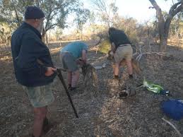 Hunting the Gaur