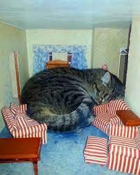 boyutlarini ogrenmeden internetten kedi siparisi vermeyin cat kitten kedi kedi hayvanlar evcil hayvanlar