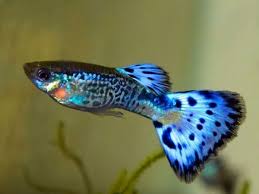 Snakeskin Blue Guppy Males In 2020 Guppy Fish Guppy Tropical Fish Aquarium